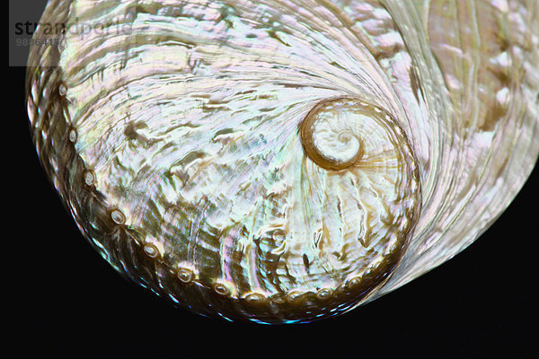 Makroaufnahme schwarz Hintergrund schießen Studioaufnahme abalone Seeohr Haliotis Meerohr