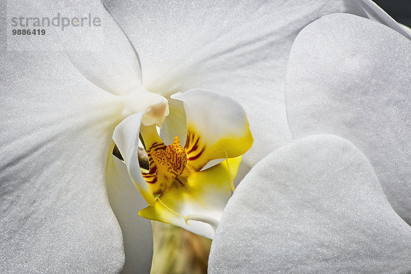 Makroaufnahme Amerika Blüte Verbindung schießen New Jersey Orchidee