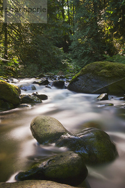 Wald fließen Bach British Columbia Kanada