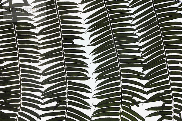 Pflanzenblatt Pflanzenblätter Blatt weiß Hintergrund