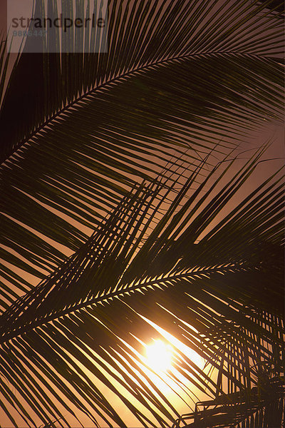 Palmenblatt Sonnenuntergang Silhouette Mexiko