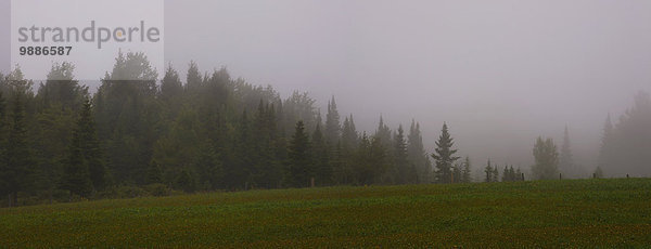 Ecke Ecken Baum Nebel Feld bedecken Kanada Quebec