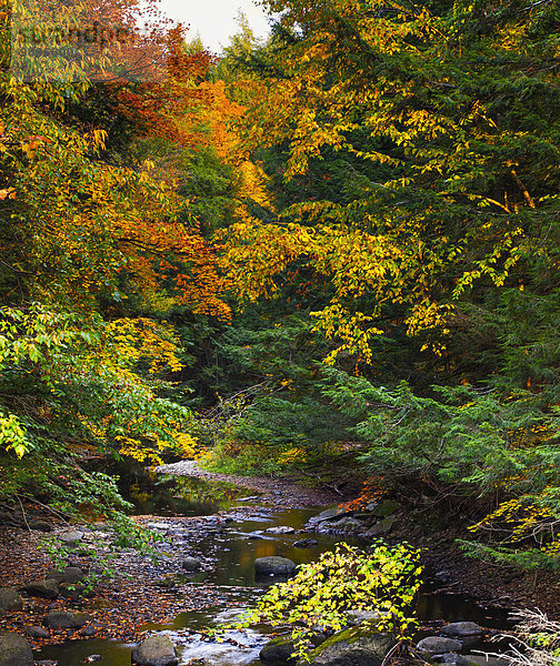 Farbaufnahme Farbe Wald Herbst Unterstützung Kanada Laub Quebec