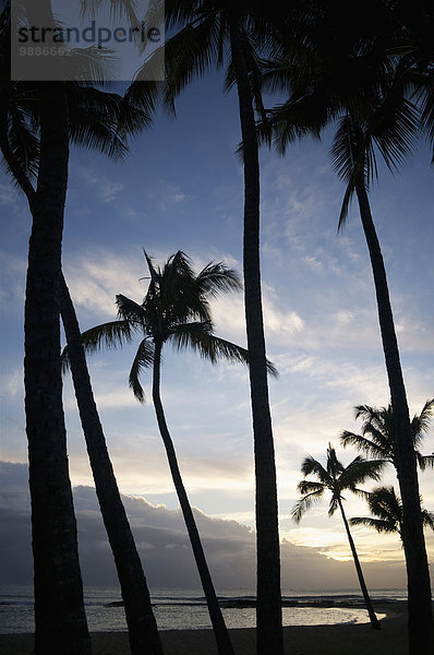 Amerika Baum über Insel Verbindung Hawaii hawaiianisch Kauai Teich Speisesalz Salz Sonne