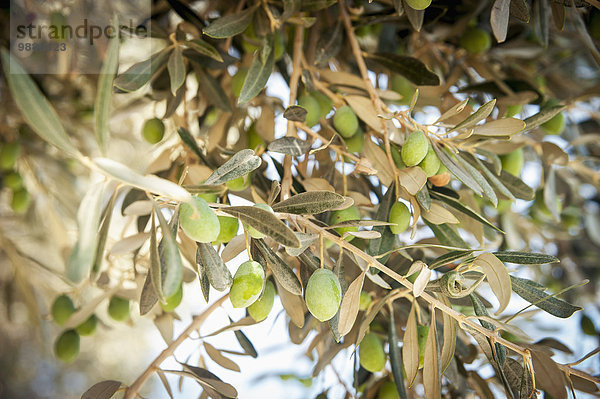 Olivenbaum Echter Ölbaum Olea europaea Kreta Griechenland