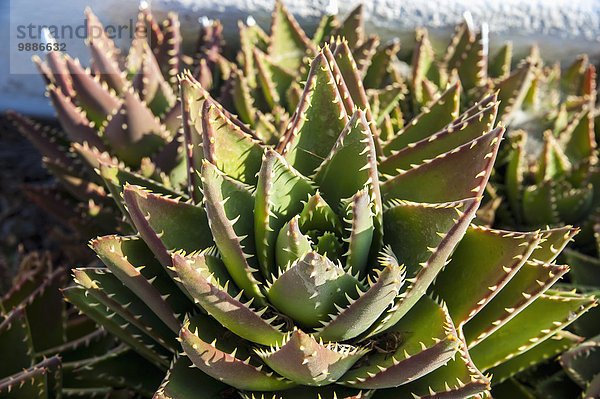 Pflanze Close-up Santorin Kaktus Griechenland Oia Ia