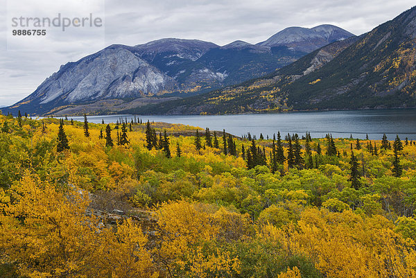 Landschaftlich schön landschaftlich reizvoll See Herbst Yukon Tagish Lake Kanada