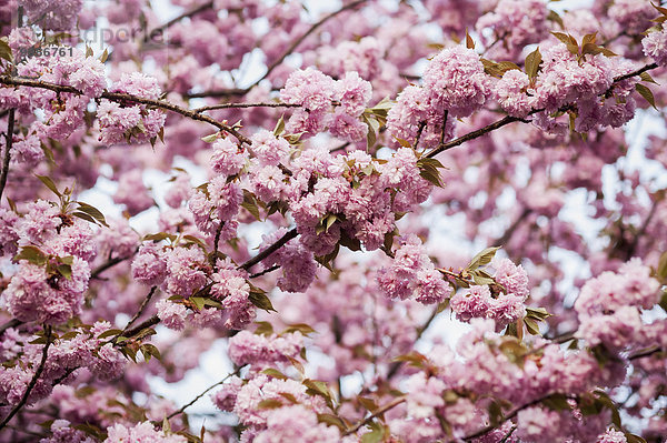 Amerika Baum Close-up blühen Ast pink Verbindung Baltimore Maryland