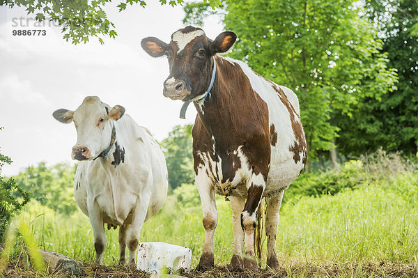 Hausrind Hausrinder Kuh stehend Amerika Feld 2 Verbindung Pennsylvania