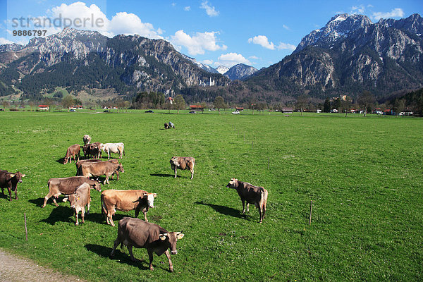 Schloss Neuschwanstein  Kühe auf der Wiese  Ammergauer Alpen  Bayern  Deutschland  Europa