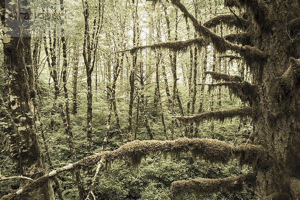 Laubwald Amerika Baum Baumstamm Stamm Portland Verbindung Steinschlag Moos Oregon
