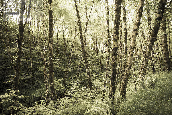 bedecken Amerika Baum Portland Verbindung Birke Moos Oregon