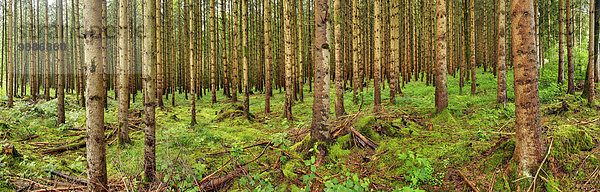 Bäume im Wald  Schwangau  Allgäu  Bayern  Deutschland  Europa