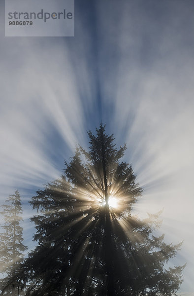 Amerika Baum Produktion Nebel Sonnenlicht Verbindung Sonnenstrahl Astoria Oregon