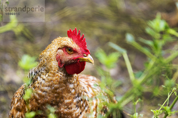 Close-up Huhn Gallus gallus domesticus rot Schwedische Krone Kanada Manitoba