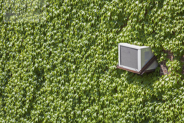 Efeu Hedera helix Amerika Gebäude grün umgeben Himmel Verbindung Seitenansicht Connecticut