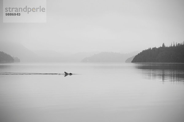 Ruhe Dunst See schwimmen Einsamkeit Schwimmer