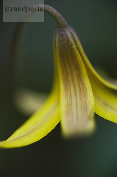 Makroaufnahme Detail Details Ausschnitt Ausschnitte Blume gelb klein Kanada Ontario