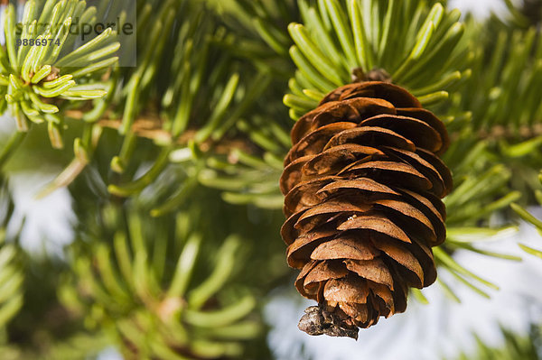 kegelförmig Kegel Baum Close-up Fichte Nähnadel Nadel Kanada Ontario