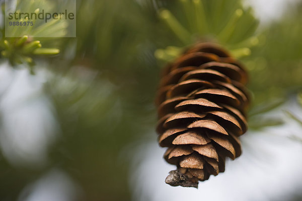 kegelförmig Kegel Baum Close-up Fichte Nähnadel Nadel Kanada Ontario