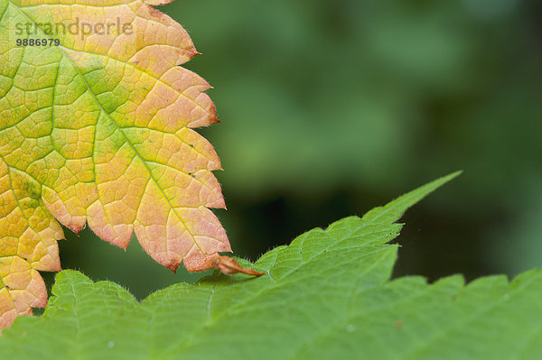 Detail Details Ausschnitt Ausschnitte Farbaufnahme Farbe drehen Close-up Herbst Anfang Kanada Ontario