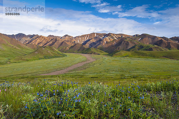 Nationalpark Sommer Abend Wildblume blau Sonnenlicht Denali Nationalpark Alaska Glocke