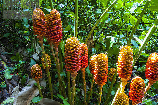 Botanischer Garten Botanische Amerika Close-up Haarkamm Verbindung Ingwer Hawaii Honig Oahu
