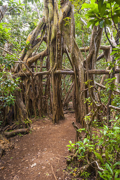 Amerika Kaugummi Baum Wind Wald Verbindung Hawaii Oahu Prozess