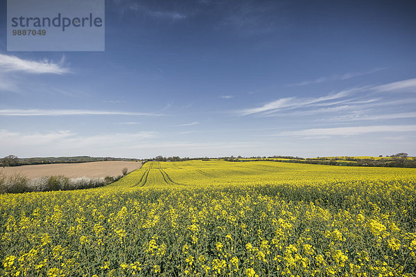 Rapsfeld  Groß Wittensee  Schleswig-Holstein  Deutschland  Europa