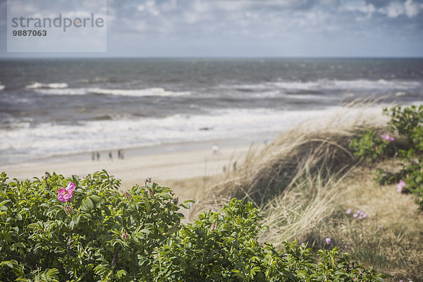 Dünen  Sylt  Schleswig-Holstein  Deutschland  Europa