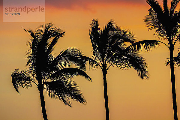 Amerika Sonnenuntergang Baum Verbindung Kona Hawaii