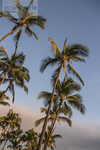 glühend Glut Amerika Sonnenuntergang Baum Verbindung Kona Hawaii