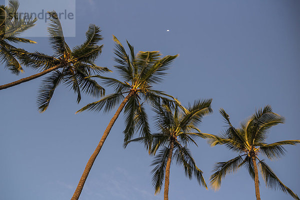 Amerika Sonnenuntergang Baum Himmel blau Mond Verbindung Kona Hawaii