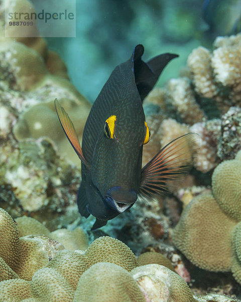 Fisch Pisces Amerika Verbindung Naturvolk Hawaii hawaiianisch Borstenzahndoktorfisch