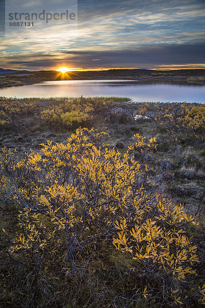 Vereinigte Staaten von Amerika USA Sonnenaufgang Herbst Bundesstraße vorwärts Denali Nationalpark Alaska Laub