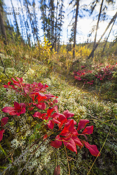 nahe Helligkeit Wald Close-up rot Bärentraube Fairbanks