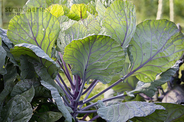 Liebe Gemüse Bauernhof Hof Höfe Wachstum Pflanze Garten 1 British Columbia Kanada