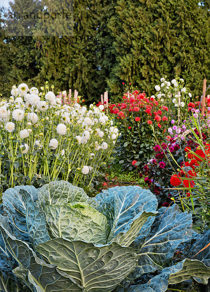 Liebe Blume Gemüse Bauernhof Hof Höfe Wachstum Pflanze 1 British Columbia Kanada
