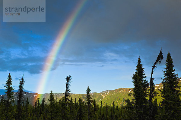 nahe Sommer über Wald Bundesstraße vorwärts Fichte Cantwell Alaska Regenbogen