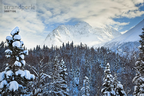 Landschaftlich schön landschaftlich reizvoll Berg Winter Wald Ansicht Fichte