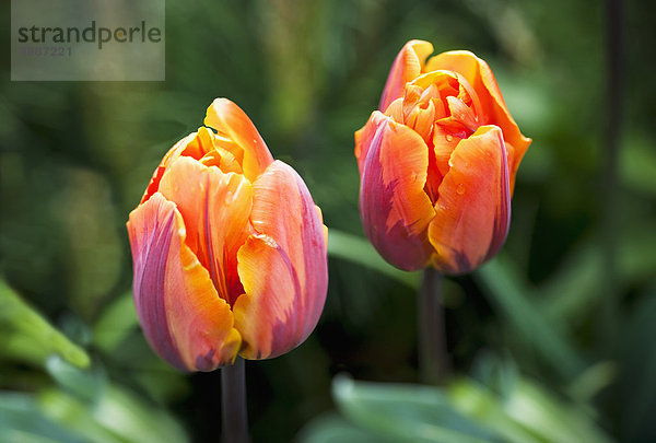 Farbaufnahme Farbe blühen Tulpe Vielfalt British Columbia Kanada