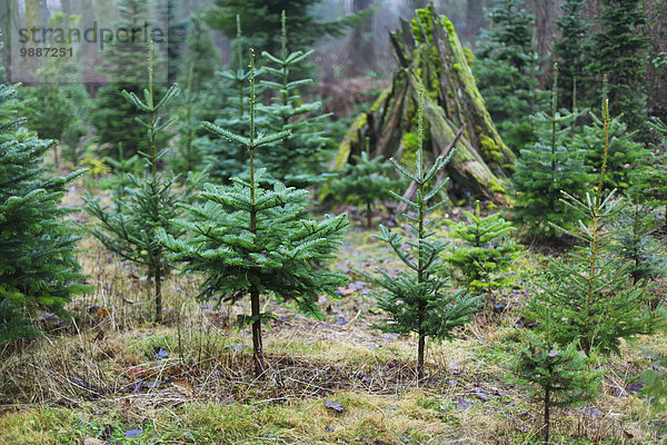Baum klein Bauernhof Hof Höfe Weihnachtsbaum Tannenbaum immergrünes Gehölz British Columbia Kanada