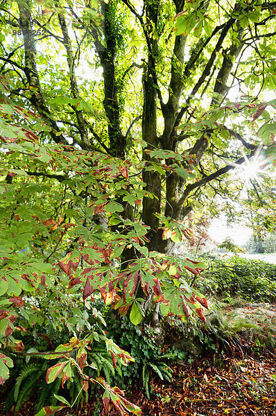 Morgen Baum Herbst Kastanie British Columbia Kanada Sonne Surrey