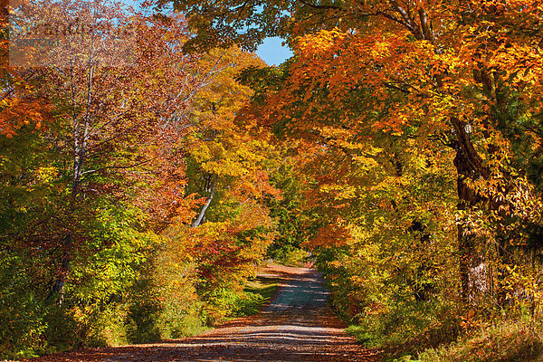 zwischen inmitten mitten Farbaufnahme Farbe Baum Fernverkehrsstraße Herbst schmutzig Kanada Quebec