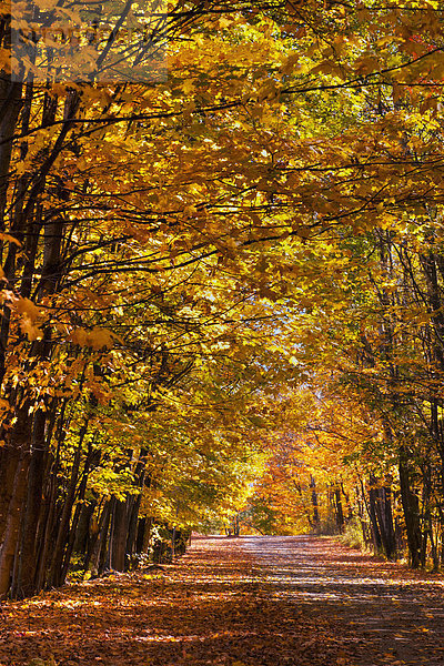 Baum Fernverkehrsstraße Herbst schmutzig Menschenreihe Kanada Quebec