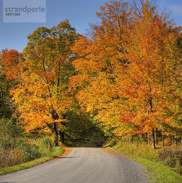 Baum Fernverkehrsstraße Herbst schmutzig Menschenreihe Unterstützung Kanada Quebec