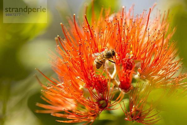 Amerika Blüte rot Verbindung Biene Hawaii Maui Bestäubung
