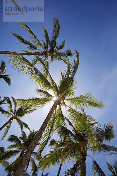 Amerika Strand Baum Verbindung Hawaii Lanai Sonne
