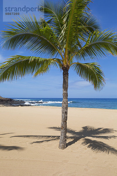 Amerika Strand Baum Palme Verbindung 1 Hawaii Lanai