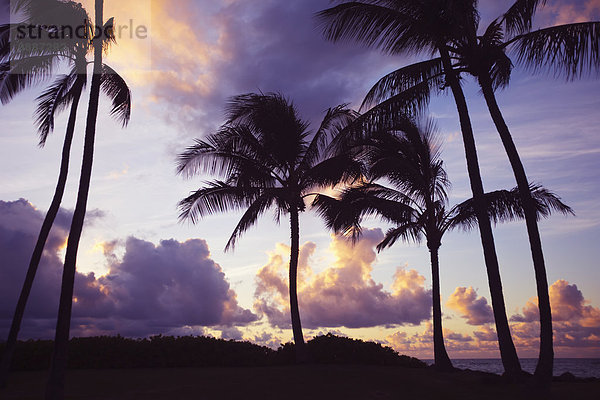 Amerika Sonnenuntergang Baum Verbindung Hawaii Maui Wailea